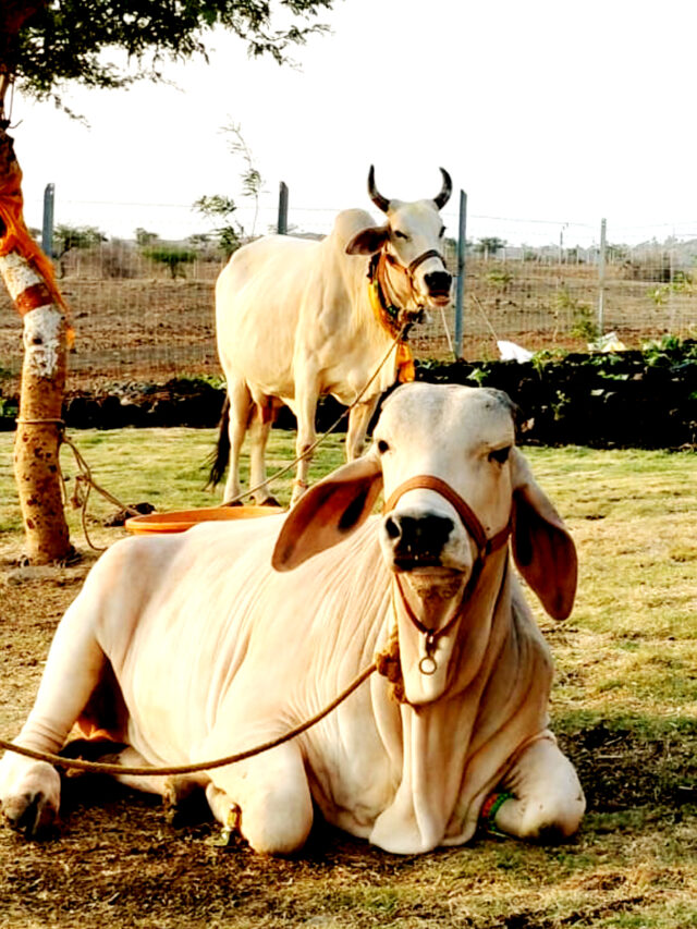 जय गौमाता जय नंदी बाबा