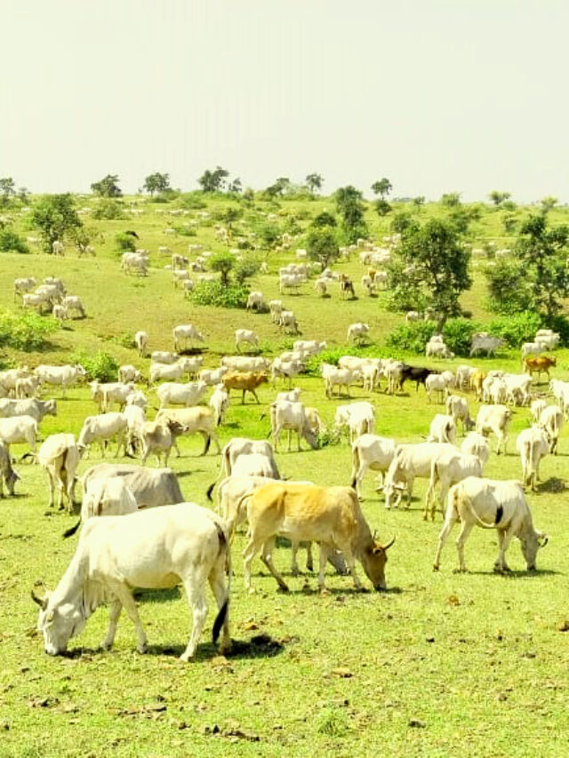 कामधेनु गो अभ्यारण्य, मालवा (म.प्र.)